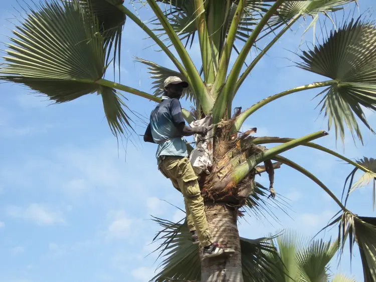 Recolteur du vin de palme