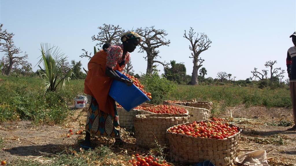 Recolte des tomates